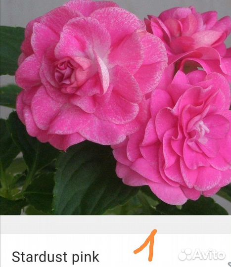 Бальзамины