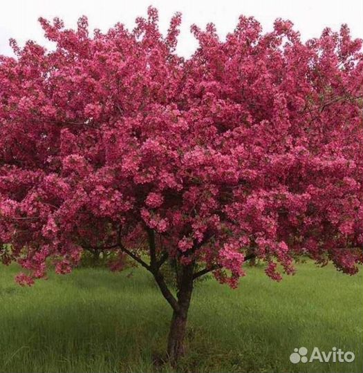 Саженцы яблони Роялти