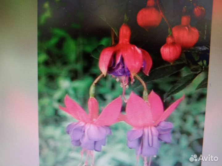 Комнатные растения разные цветы