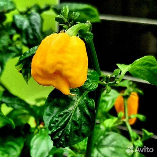 Перцы супер острые