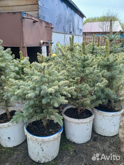 Елка Голубая