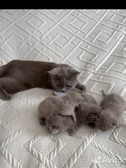 Шотландские котята