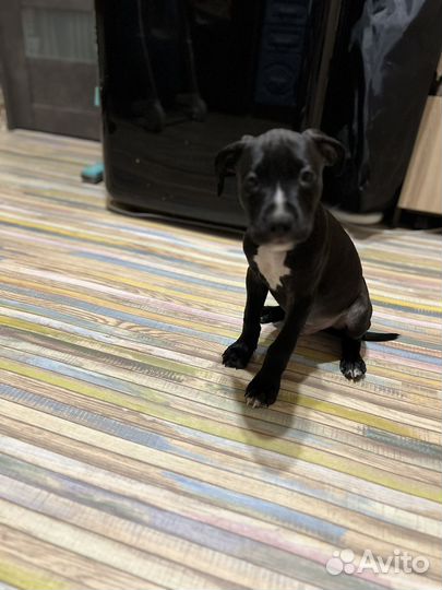 Щенки питбуля