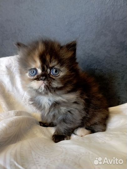 Персидские кошечки