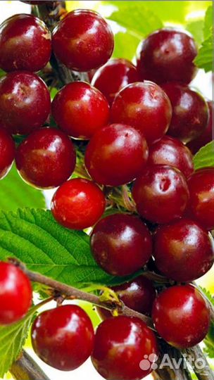 Вишня войлочная. Крупноплодная. Карлик. Саженцы