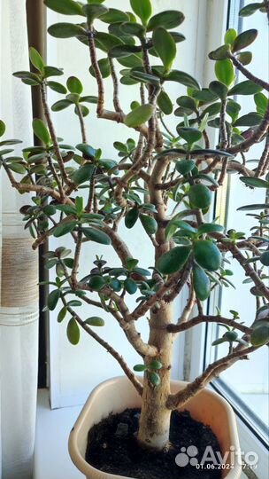 Денежное дерево толстянка крассула