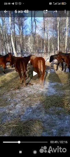 Телята бычки и телочки