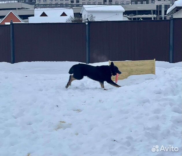 Предлагаем хорошего друга без коварства и лести