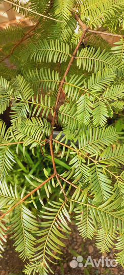 Метасеквойя