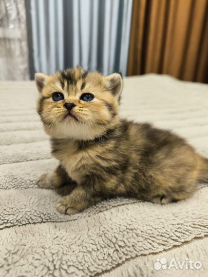 Шотландские вислоухие