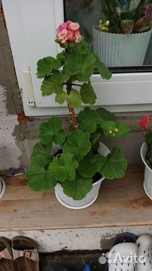 Пеларгония герань сотовая,2 штуки разные
