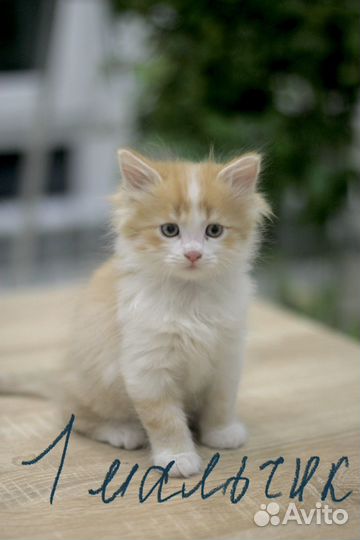 Котята в добрые руки
