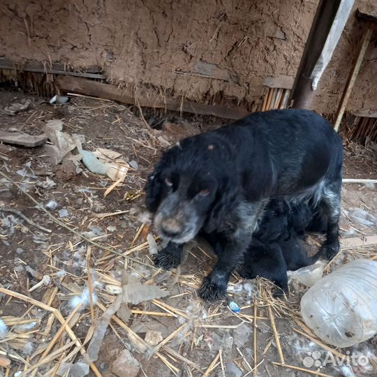 Русский Спаниель