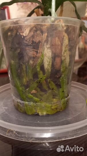 Орхидея фаленопсис биг лип Алладин