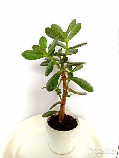 Комнатные цветы,денежное дерево,хлорофитум