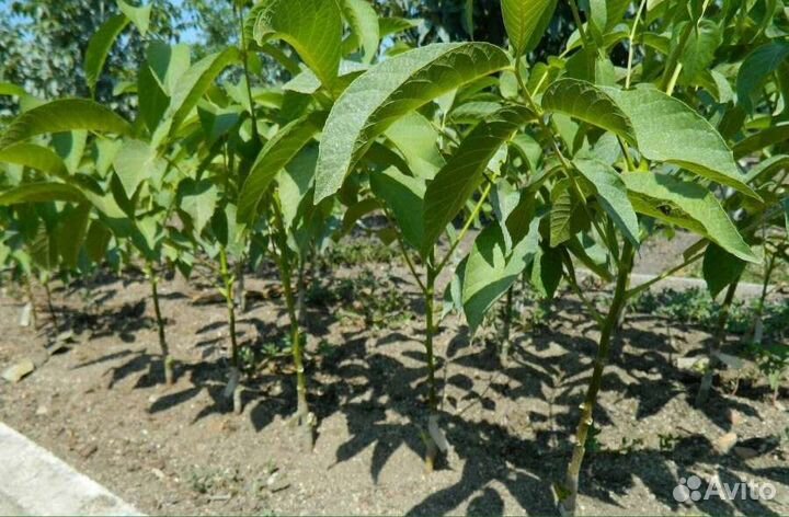 Грецкий орех саженцы