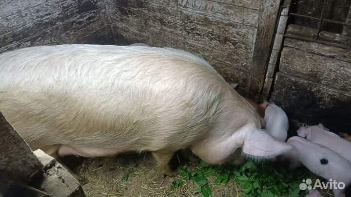 Продам свиноматку