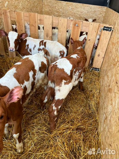 Телята доставка