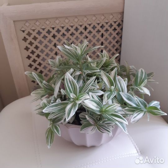 Традесканция