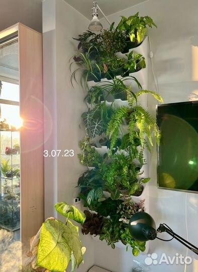 Фитостена из живых растений