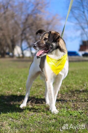 Собаки бесплатно