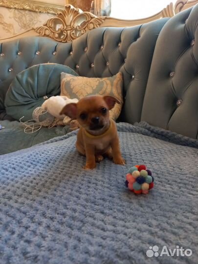 Щенки чихуахуа