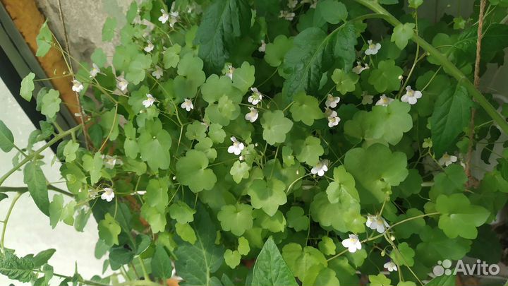 Цимбалярия