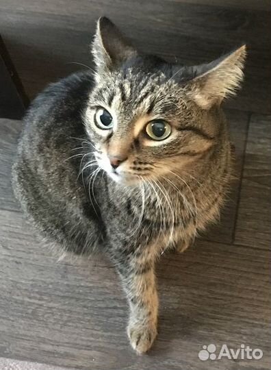 Возьмите добрые люди кошку