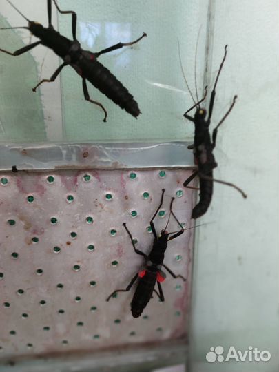 Яйца палочников: перуанский и австралийский