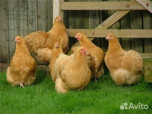 Цыплята суточные Орпингтон