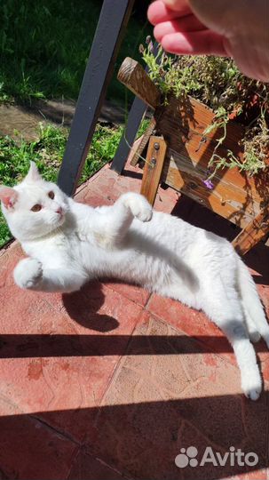 Белый кот с желтыми глазами