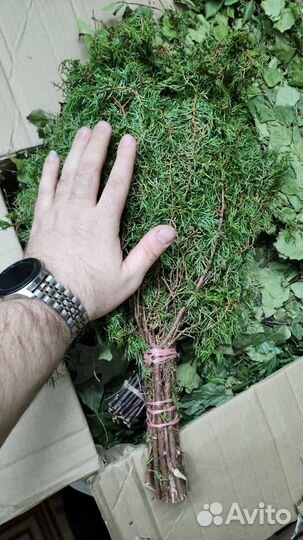 Веники для бани