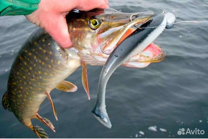 Рыбалка, егерь., гид, отдых, щука, судак