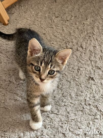 Котенок мальчик 1,5 месяца