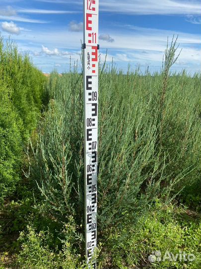 Можжевельник Блю Эрроу