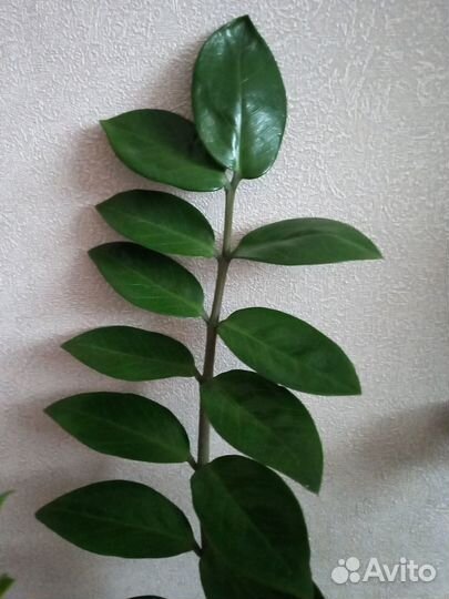 Замиокулькас.Юкка