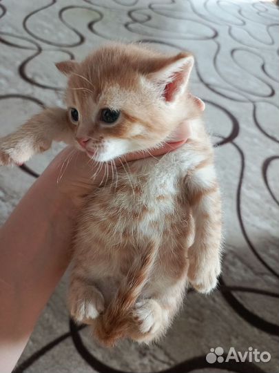 Котята в добрые руки 1 месяц