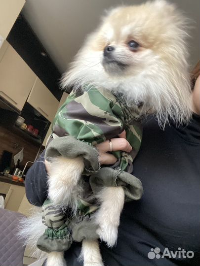 Померанский шпиц мальчик