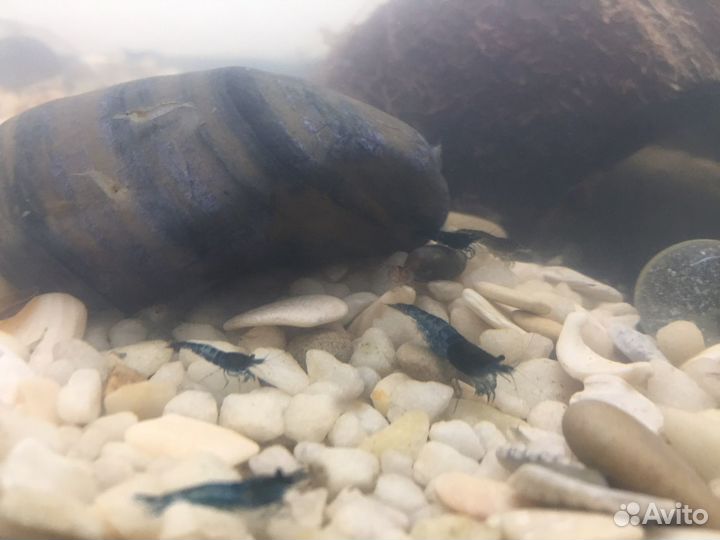 Аквариумные креветки голубая мечта отбраковка