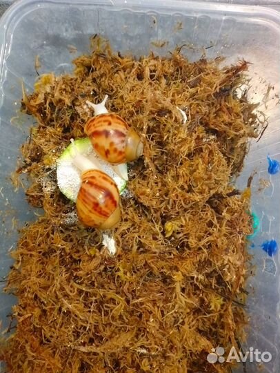 Улитки Архахатина Маргината Овум