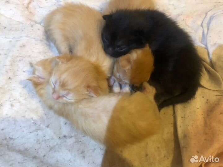 Котята в добрые руки бесплатно