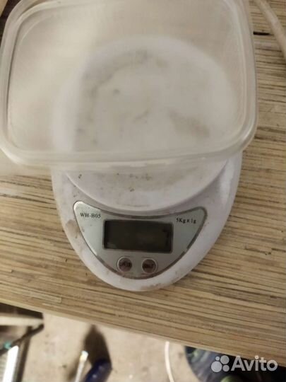 Опарыш черной львинки