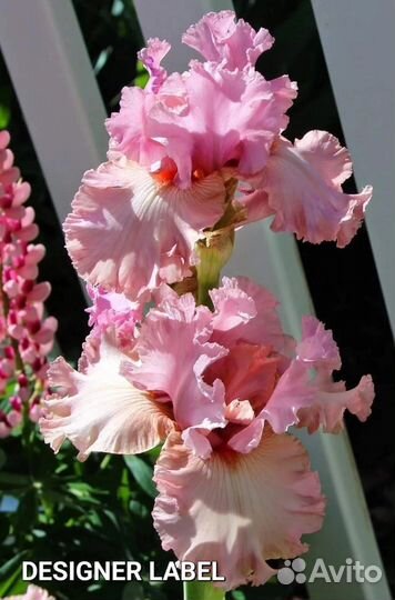 Ирисы бородатые