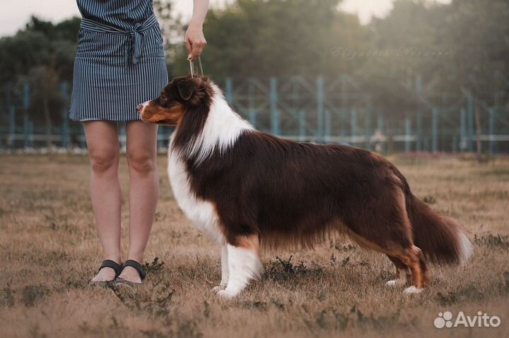 Аусси для вязки