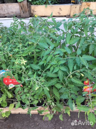 Рассада овощей