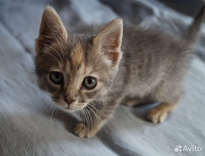 Красивая кошечка