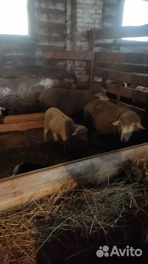 Овцы, бараны, ягнята