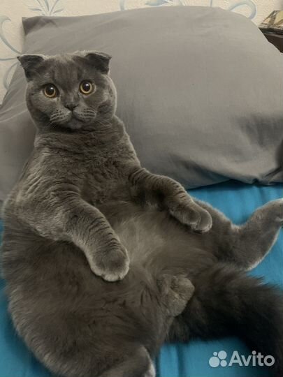 Вязка Шотландский вислоухий кот