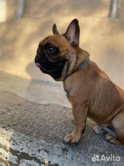 Вязка французски бульдог (кабель)