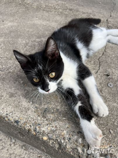Котенок